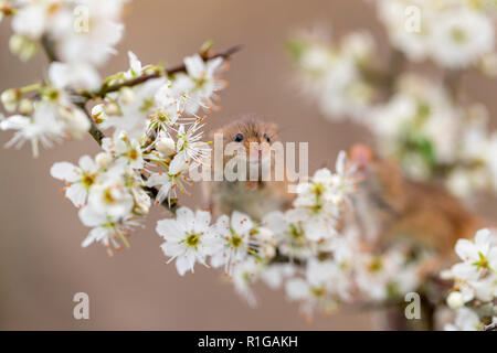 Harvest Mouse; Micromys minutus Three on Blackthorn Blossom Devon; UK Stock Photo