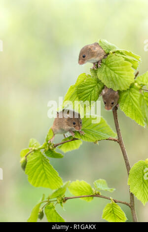 Harvest Mouse; Micromys minutus Three; Climbing on Hazel Captive; UK Stock Photo