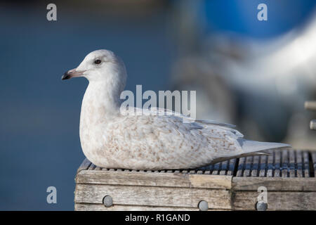 Iceland Gull; Larus glaucoides Single;  Juvenile Cornwall; UK Stock Photo