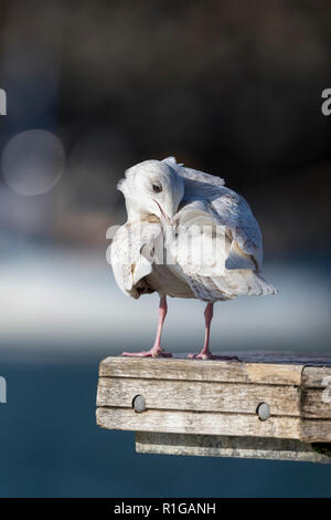 Iceland Gull; Larus glaucoides Single; Juvenile Preening Cornwall; UK Stock Photo