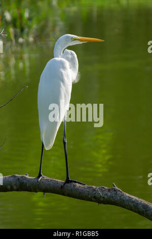 White Great Egret (Ardea alba) standing on a branch over water at Indian Riverside Park, Jensen Beach, Martin County, Florida, USA Stock Photo