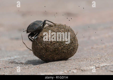 One dung beetle sitting on it's dung ball, close up view