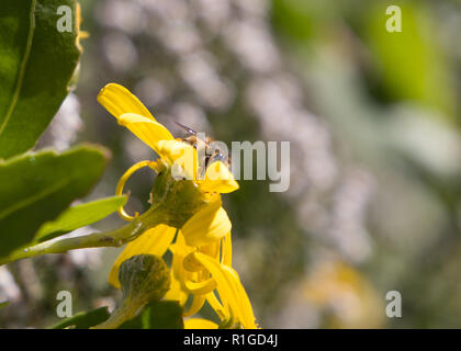 Honey bee sitting on yellow flower outdoors collecting pollen macro of bee. Stock Photo
