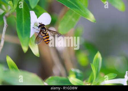 Hoverfly sitting on a small white flower. Stock Photo