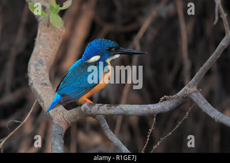 Half-collared Kingfisher Stock Photo