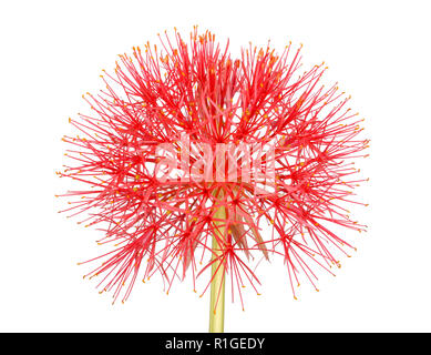 Single compound flower head of the southern African blood lily, Scadoxus multiflorus (formerly Haemanthus multiflorus), isolated against a white backg Stock Photo