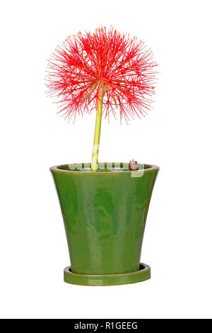 Single compound flower head of the southern African blood lily, Scadoxus multiflorus (formerly Haemanthus multiflorus), growing in a green ceramic pot Stock Photo