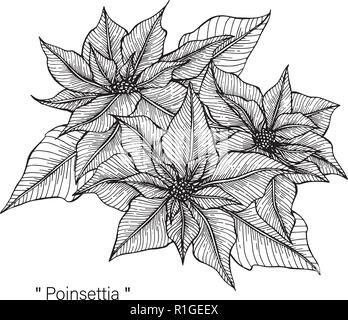 Poinsettia drawing illustration by hand drawn line art. Stock Vector