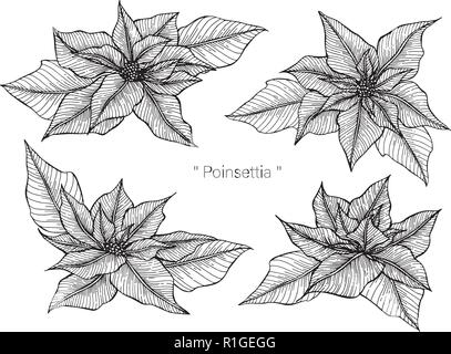 Poinsettia drawing illustration by hand drawn line art. Stock Vector
