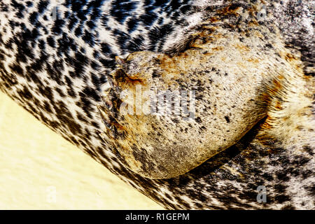 Close up of the Front Leg of a Harbor Seal at Neeltje Jans island at the Delta Works Surge Barrier island in the province of Zeeland in the Netherland Stock Photo