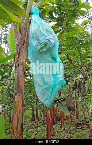 Bunch of developing Cavendish bananas (Musa acuminata) protected by a blue plastic bag at an organic farm in Ecuador Stock Photo