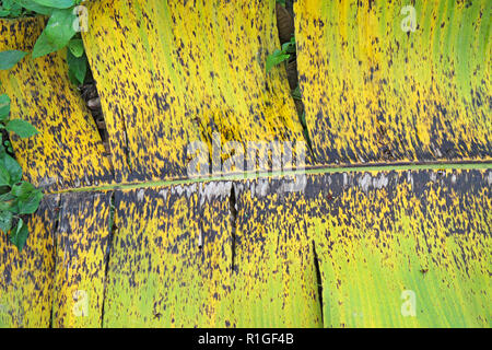 Symptoms of the fungal disease black leaf streak (BLSD) or Sigatoka caused by Pseudocercospora (synonym Mycosphaerella) fijiensis on a leaf of the ban Stock Photo