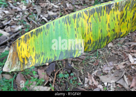 Symptoms of the fungal disease black leaf streak (BLSD) or Sigatoka caused by Pseudocercospora (synonym Mycosphaerella) fijiensis on a leaf of the ban Stock Photo