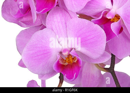 Close-up of light purple flowers of a hybrid Phalaenopsis orchid isolated against a white background Stock Photo