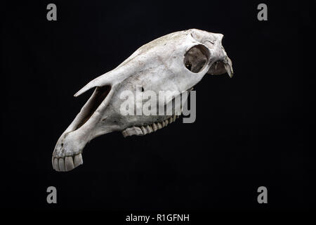 Horse skull isolated on black background. Animal skull head. Stock Photo