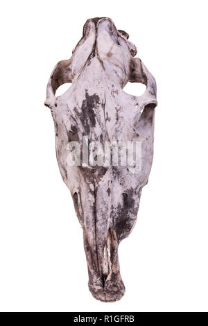Old animal horse skull isolated on a white background. Stock Photo