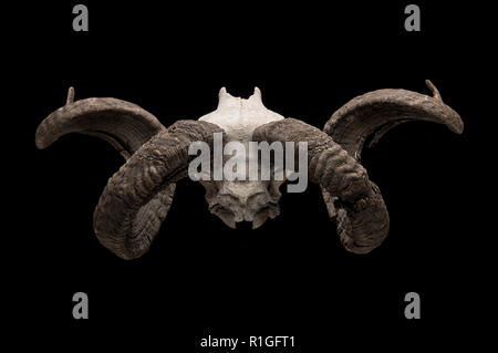 Old animal horse skull isolated on a black background. Stock Photo