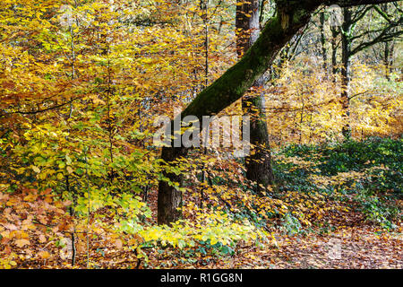 Autumn in the Savernake Forest in Wiltshire. Stock Photo