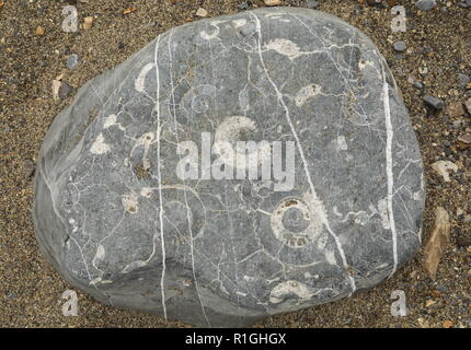 Water-worn fossiliferous lias rock, on the beach at Lyme Regis, Dorset. Stock Photo
