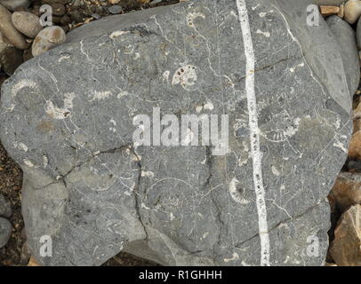Water-worn fossiliferous lias rock, on the beach at Lyme Regis, Dorset. Stock Photo