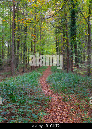 Path covered in fallen beech leaves through a wood of tall trees - Somerset UK Stock Photo
