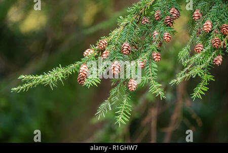 Dainty cones and leaves of the western hemlock Tsuga heterophylla a giant tree native to the western USA here growing at Westonbirt Arboretum UK Stock Photo