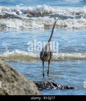 Slender tricolored heron Egretta tricolor stretching to its full height to look for fish near coastal rocks on the coast of Georgia USA Stock Photo