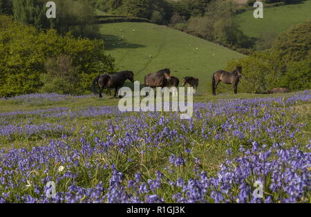 Group of Exmoor ponies, with foals, in dense bluebell sward in spring, on common land at Ashway Side, Tarr Steps, Barle Valley, Exmoor. Stock Photo