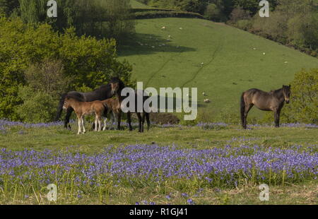 Group of Exmoor ponies, with foals, in dense bluebell sward in spring, on common land at Ashway Side, Tarr Steps, Barle Valley, Exmoor. Stock Photo