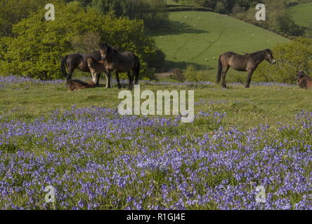 Group of Exmoor ponies, with foals, in dense bluebell sward in spring, on common land at Ashway Side, Tarr Steps, Barle Valley, Exmoor. Stock Photo
