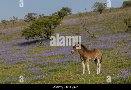 Exmoor pony foal in dense bluebell sward in spring, on common land at Ashway Side, Tarr Steps, Barle Valley, Exmoor. Stock Photo