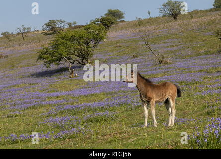 Exmoor pony foal in dense bluebell sward in spring, on common land at Ashway Side, Tarr Steps, Barle Valley, Exmoor. Stock Photo