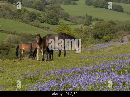 Exmoor ponies, mares and foals, in dense bluebell sward in spring, on common land at Ashway Side, Tarr Steps, Barle Valley, Exmoor. Stock Photo