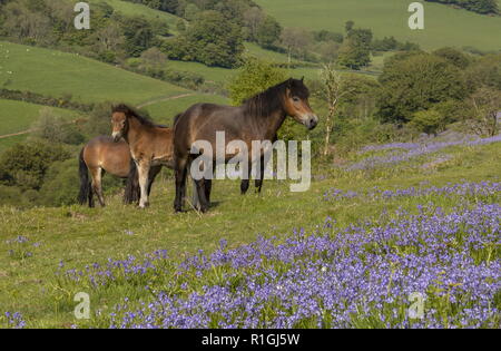 Exmoor ponies, mares and foals, in dense bluebell sward in spring, on common land at Ashway Side, Tarr Steps, Barle Valley, Exmoor. Stock Photo