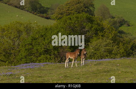 Exmoor pony foal in dense bluebell sward in spring, on common land at Ashway Side, Tarr Steps, Barle Valley, Exmoor. Stock Photo