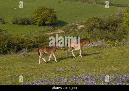 Exmoor pony foal in dense bluebell sward in spring, on common land at Ashway Side, Tarr Steps, Barle Valley, Exmoor. Stock Photo