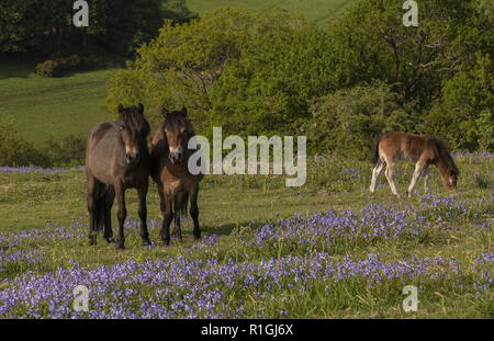 Exmoor ponies, mares and foals, in dense bluebell sward in spring, on common land at Ashway Side, Tarr Steps, Barle Valley, Exmoor. Stock Photo