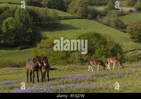 Exmoor ponies, mares and foals, in dense bluebell sward in spring, on common land at Ashway Side, Tarr Steps, Barle Valley, Exmoor. Stock Photo