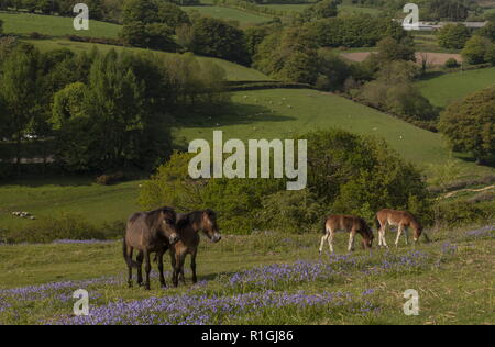Exmoor ponies, mares and foals, in dense bluebell sward in spring, on common land at Ashway Side, Tarr Steps, Barle Valley, Exmoor. Stock Photo