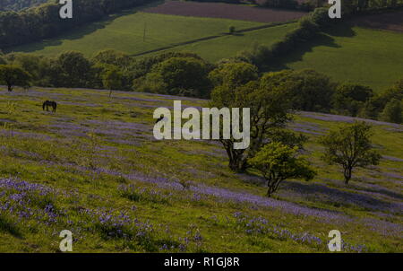 Ponies grazing on dense bluebell sward in May on common land at Ashway Side, Tarr Steps, Barle Valley, Exmoor. Stock Photo