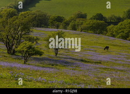 Ponies grazing on dense bluebell sward in May on common land at Ashway Side, Tarr Steps, Barle Valley, Exmoor. Stock Photo
