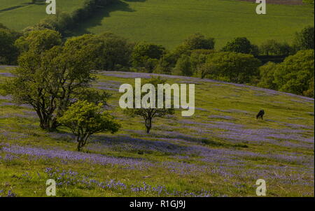 Ponies grazing on dense bluebell sward in May on common land at Ashway Side, Tarr Steps, Barle Valley, Exmoor. Stock Photo