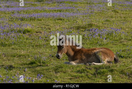 Exmoor pony foal in dense bluebell sward in spring, on common land at Ashway Side, Tarr Steps, Barle Valley, Exmoor. Stock Photo