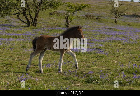 Exmoor pony foal in dense bluebell sward in spring, on common land at Ashway Side, Tarr Steps, Barle Valley, Exmoor. Stock Photo