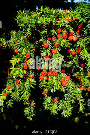 Yew tree with waxy red berries in autumn - Somerset UK Stock Photo