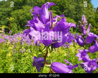 Purple-violet flowers bells growing in a forest. Summer Sunny day. Flowers bells on a background of green trees. Stock Photo