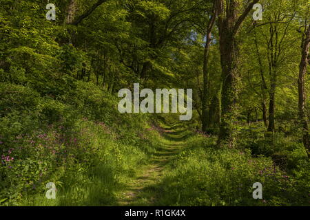 Flowery footpath through deciduous woodland in spring, in Lee Abbey woodlands, Lee Bay, Exmoor, Devon. Stock Photo