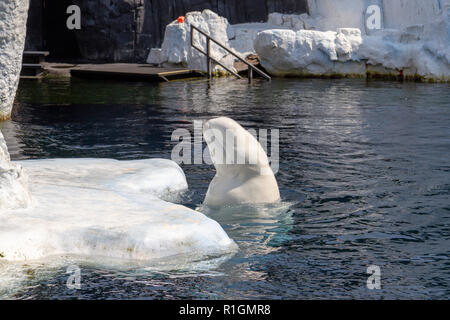 A beluga whale sticks its head above the water in SeaWorld San Diego, California, United States. Stock Photo