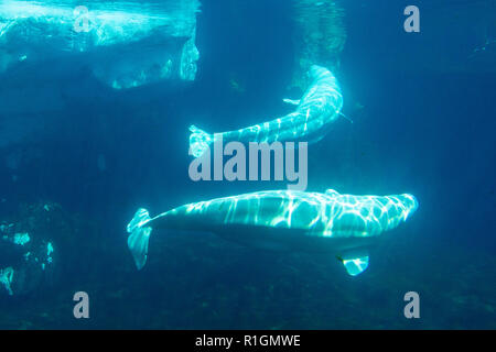 Beluga whales underwater in SeaWorld San Diego, California, United States. Stock Photo