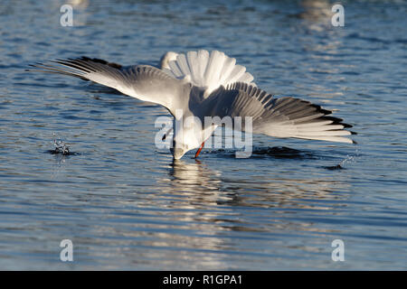 Black-headed Gull - Larus ridibundus Diving into water Stock Photo